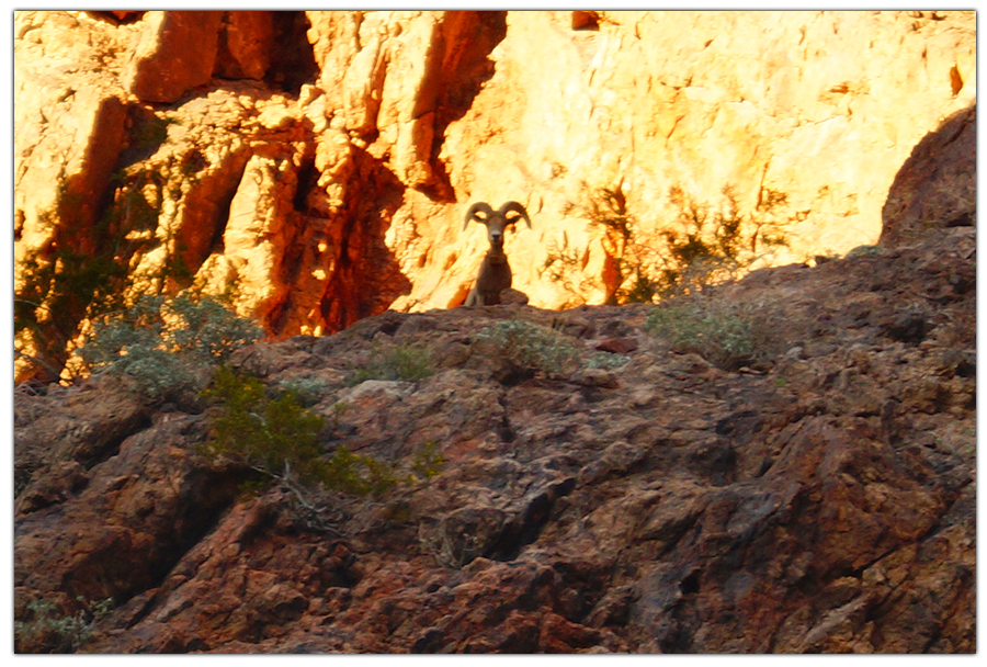 bighorn sheep peeking over a boulder