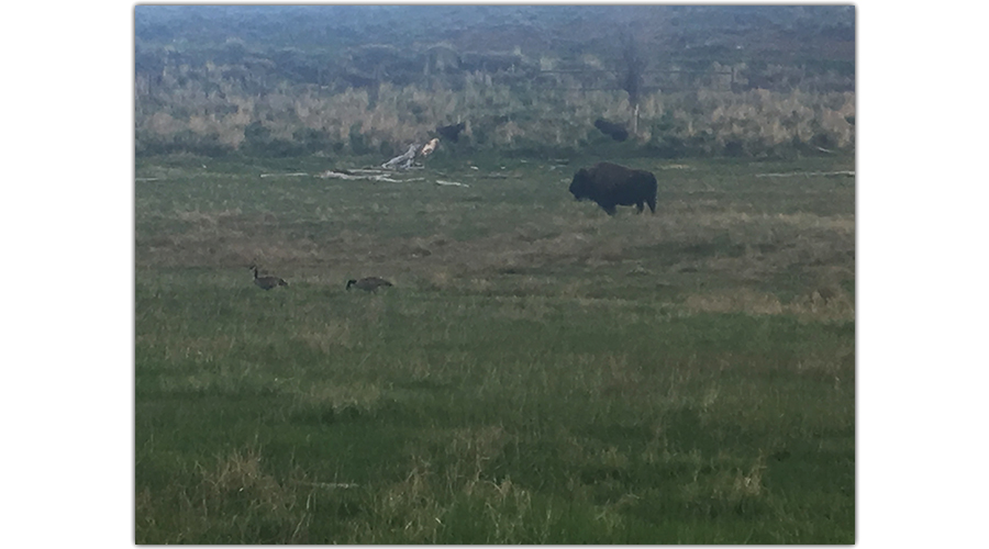 Buffalo at in Wyoming