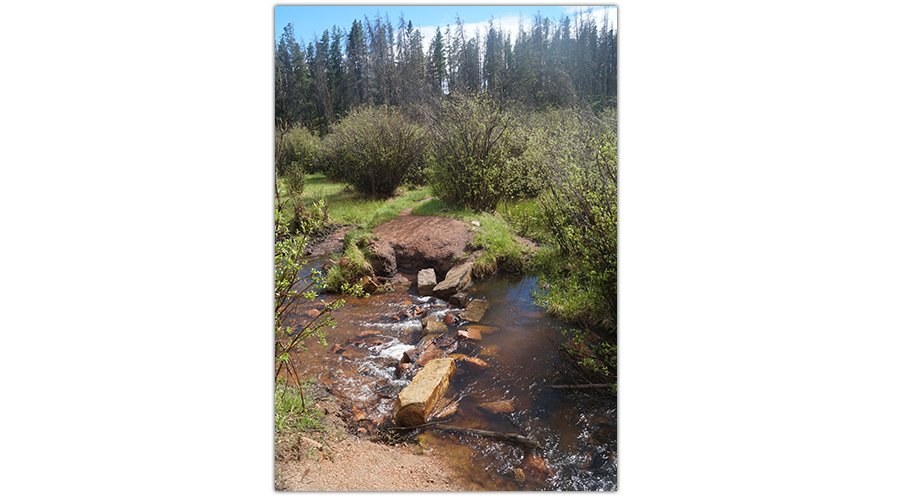 Stream at campsite in Medicine Bow National Forest
