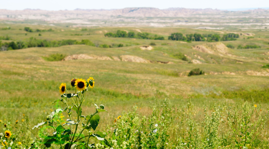 sunflowers with sprawling prairie and badlands in background