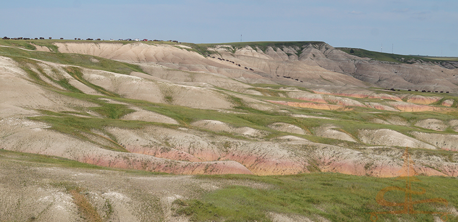 bison stampede down the badlands