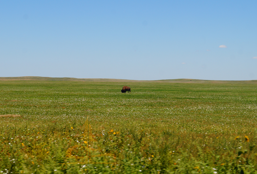 bison at badlands national park