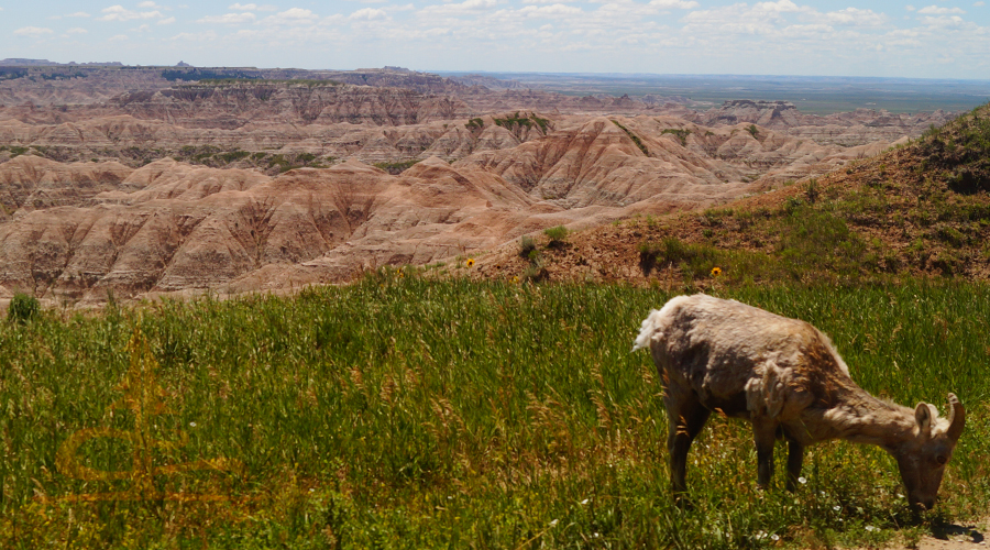 rugged mountain goat eating grass