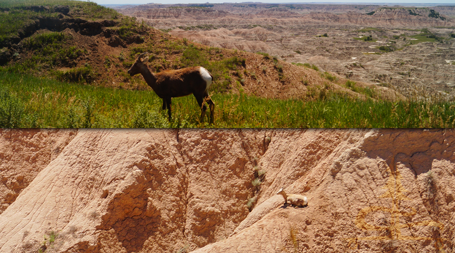 mountain goats at badlands national park