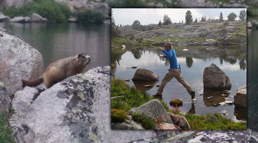 marmot and hiker near lake on beartooth high lakes trail