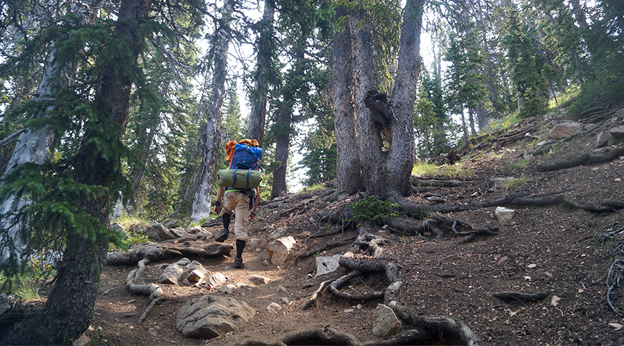 backpacker in the woods on beartooth high lakes trail