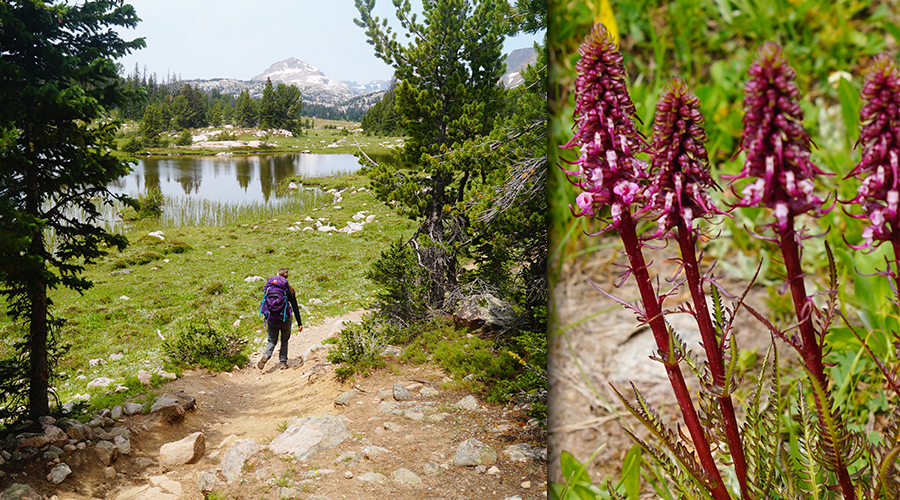 hiker and wildflowers on beartooth high lakes trail