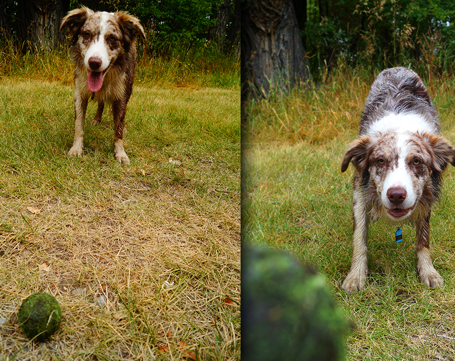 adorable dog and tennis ball at river rocks camp