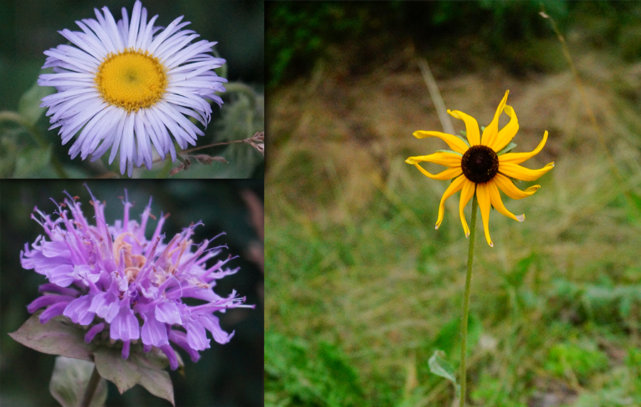 wildflowers we found while camping in the black hills