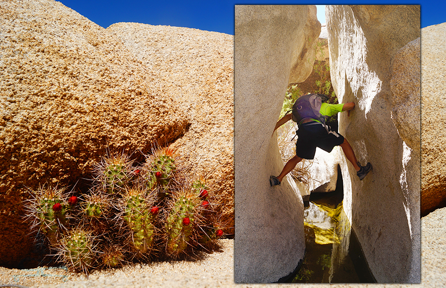 cactus and rock climbing 