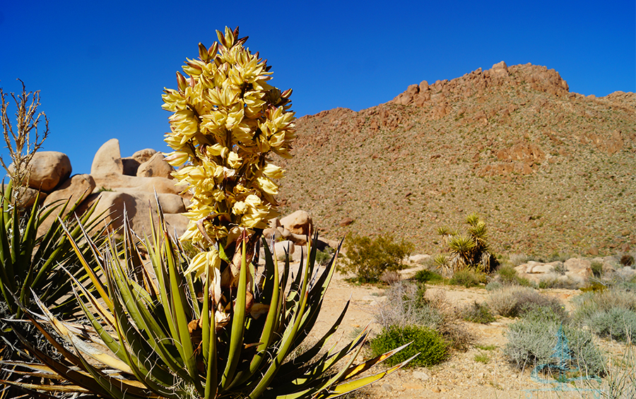 a beautiful yucca in a desert landscape