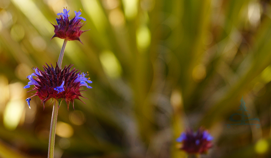 beautiful wildflowers in joshua tree