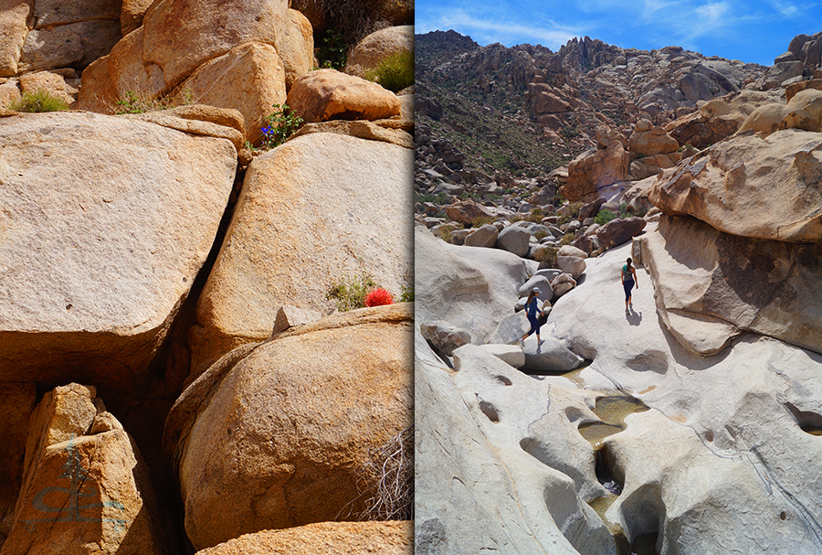 exploring the pools of water on the  rattlesnake canyon hike