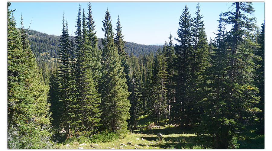 forested section of sacagawea peak