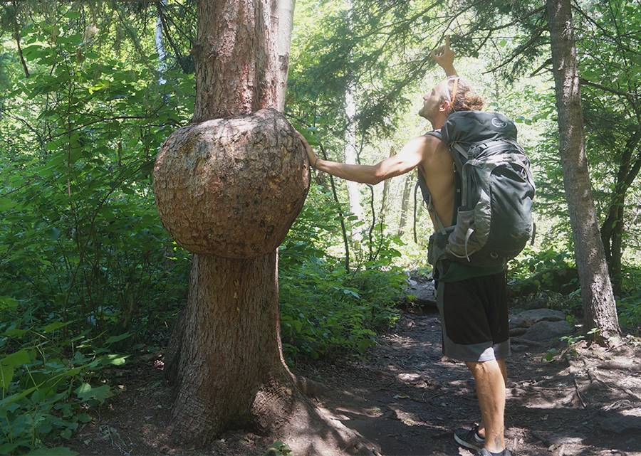 hiker touching large tree burl