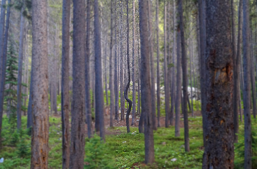 curvy tree in midst of straight trees