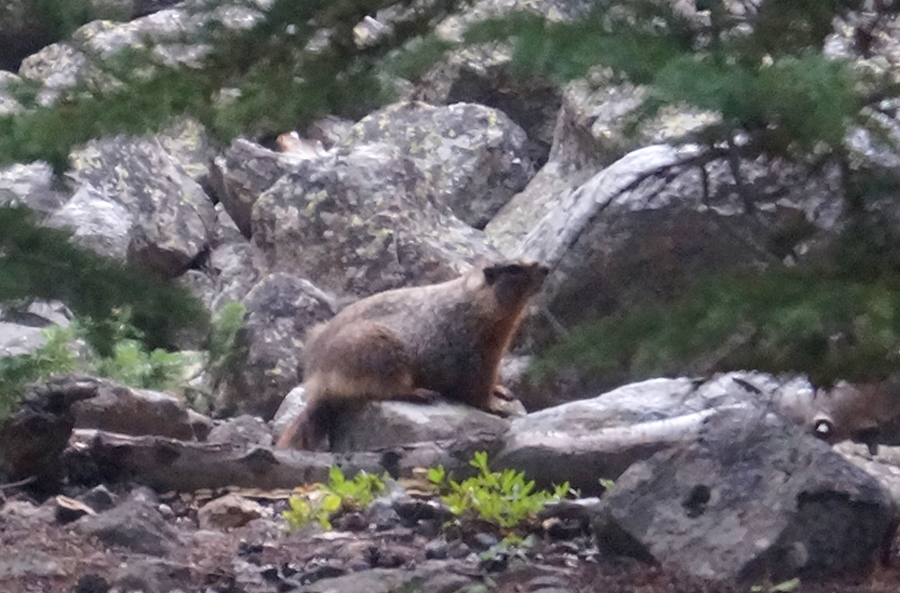 marmot on rocks