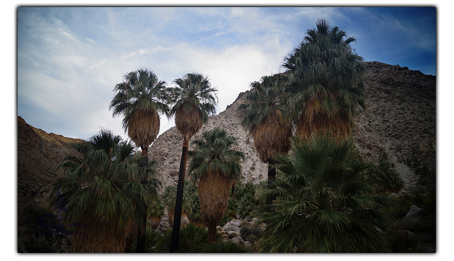 tall palms on the fortynine palms oasis hike