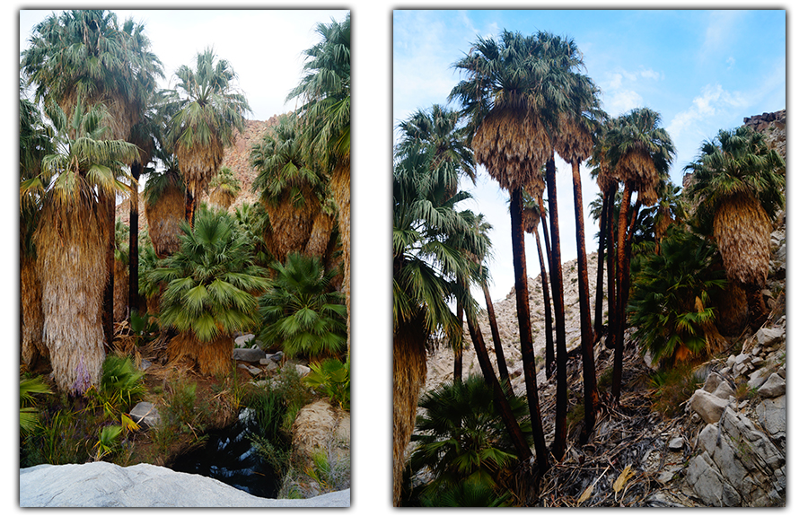 lush palms and some water at the oasis