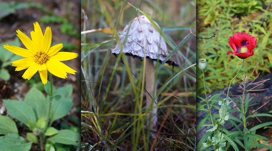 flora in lolo national forest