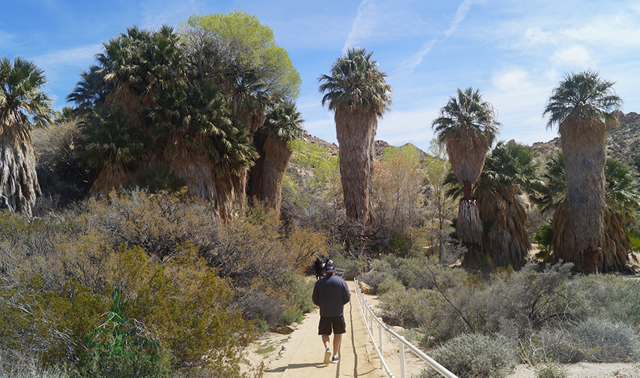 shaggy palms at the start of lost palms oasis hike