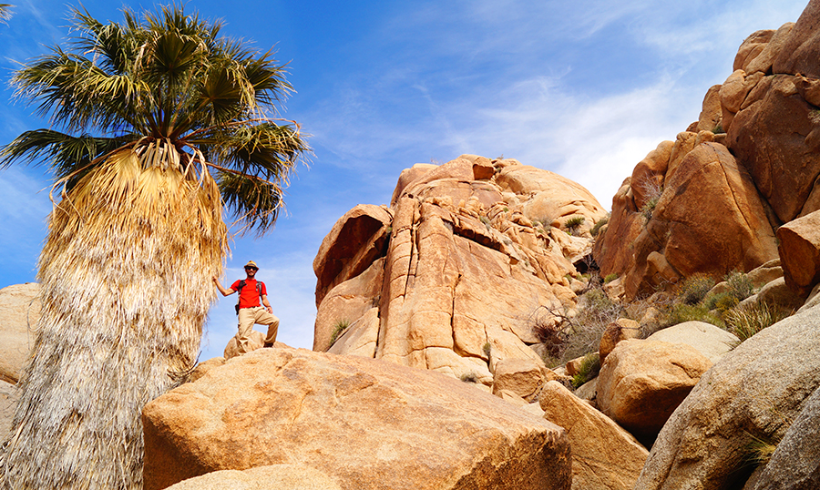 after hiking to lost palms oasis you can continue scrambling