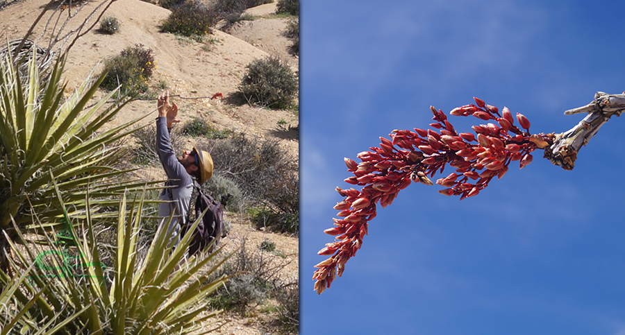 checking out the ocotillo while hiking to lost palms oasis