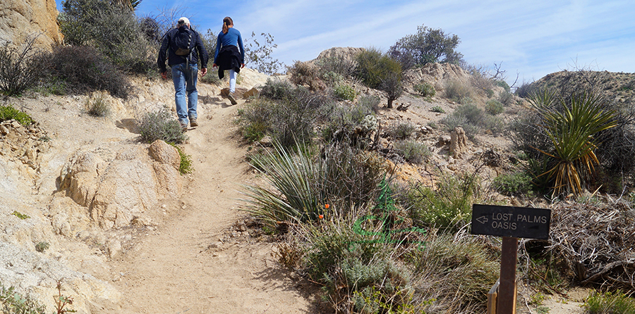 continuing on lost palms oasis trail