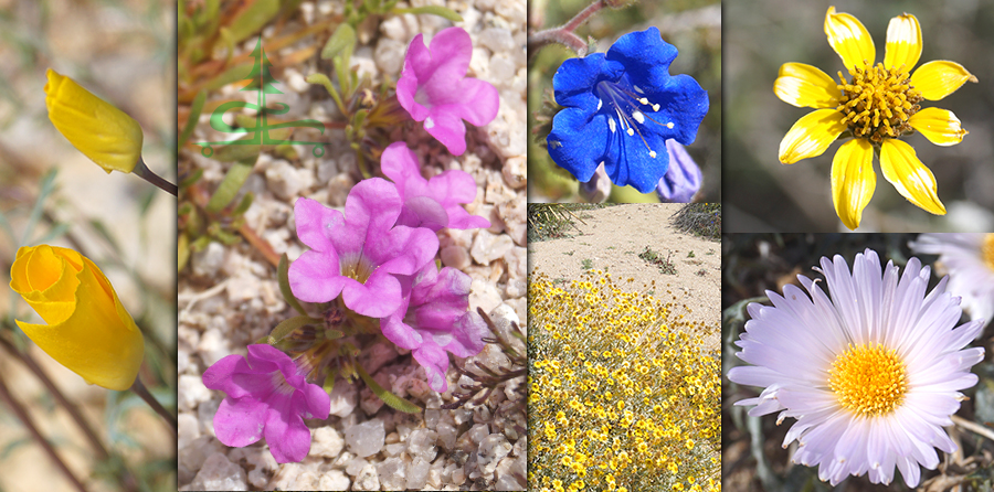 a variety of desert wildflowers
