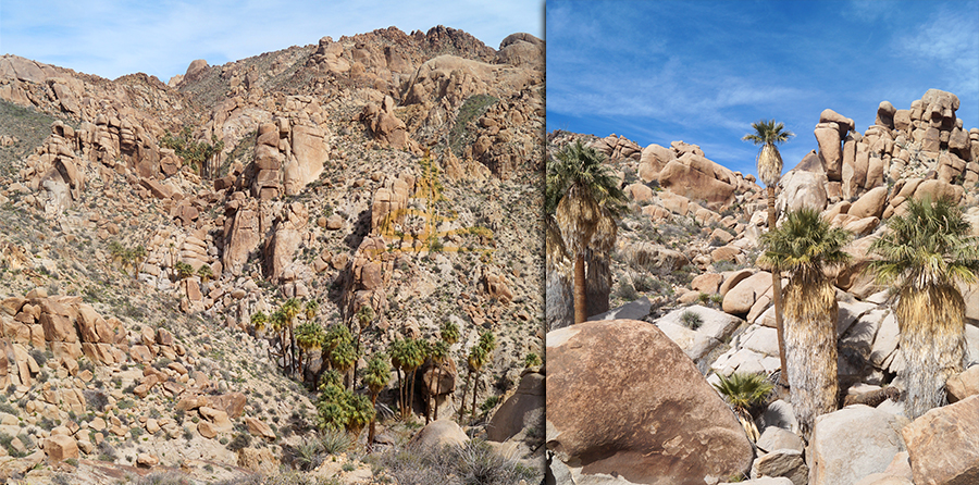 hiking to lost palm oasis
