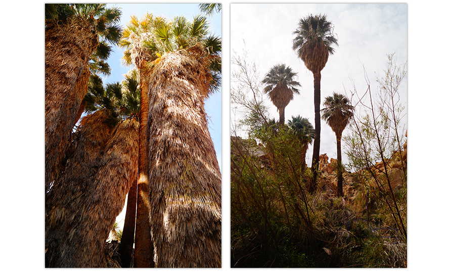 at the base of the palms at lost palms oasis