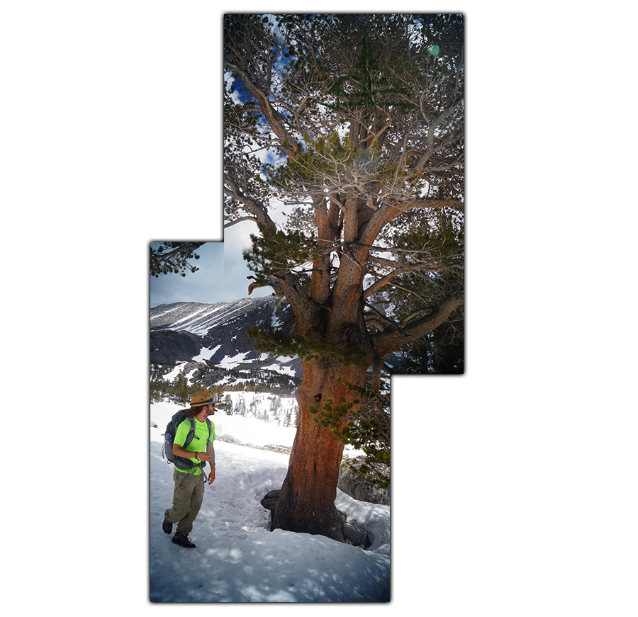 hiker in the snow with a beautiful conifer