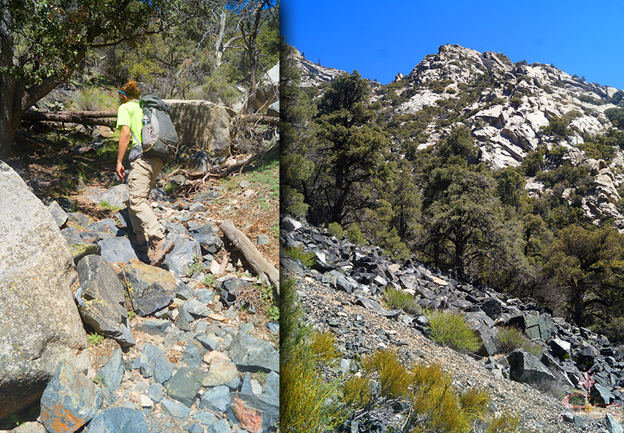 passing through a wooded section while hiking to owens peak