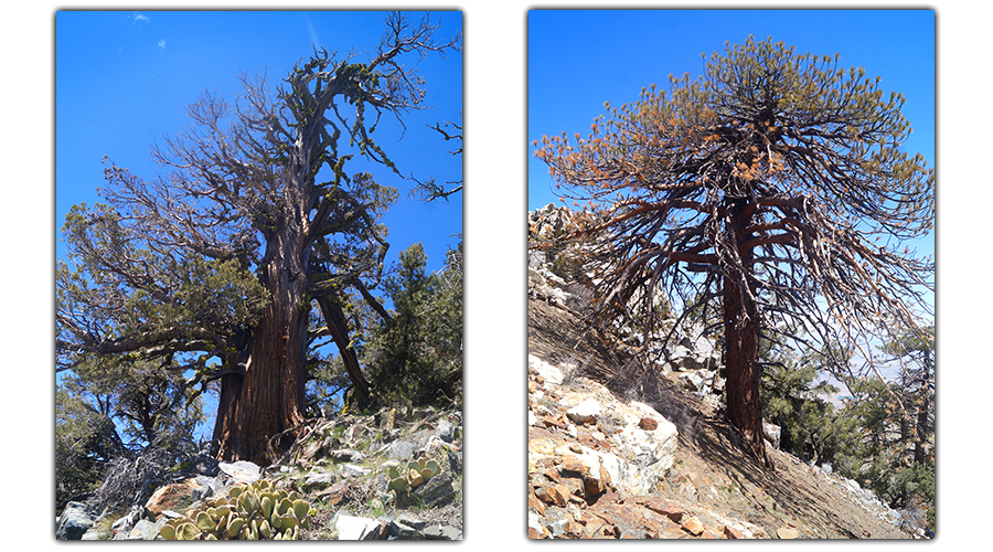 pine trees on the trail 