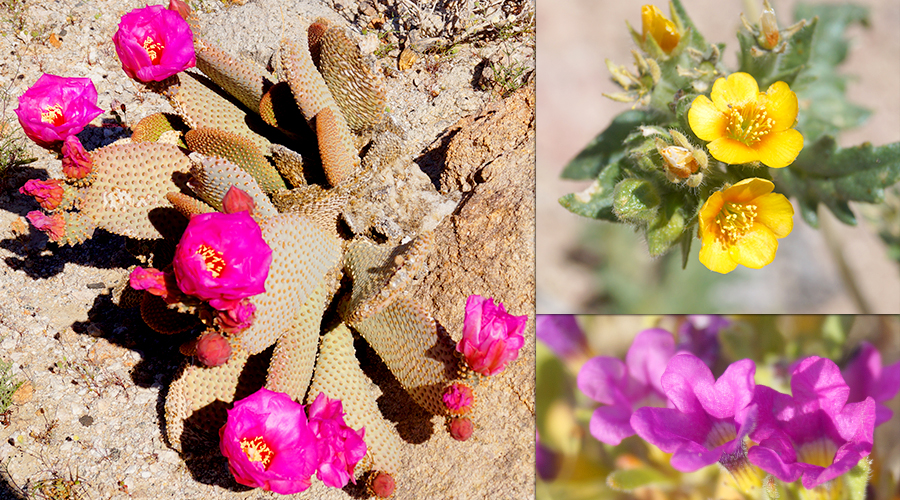 wildflowers near our camp spot