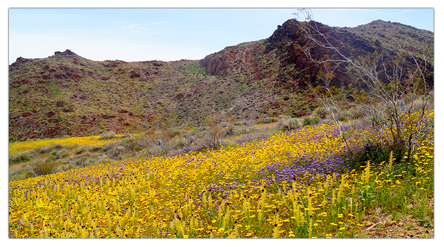 wildflowers covering the hillside