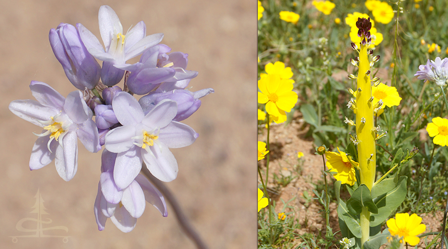 close up of flowers found while camping at trona pinnacles