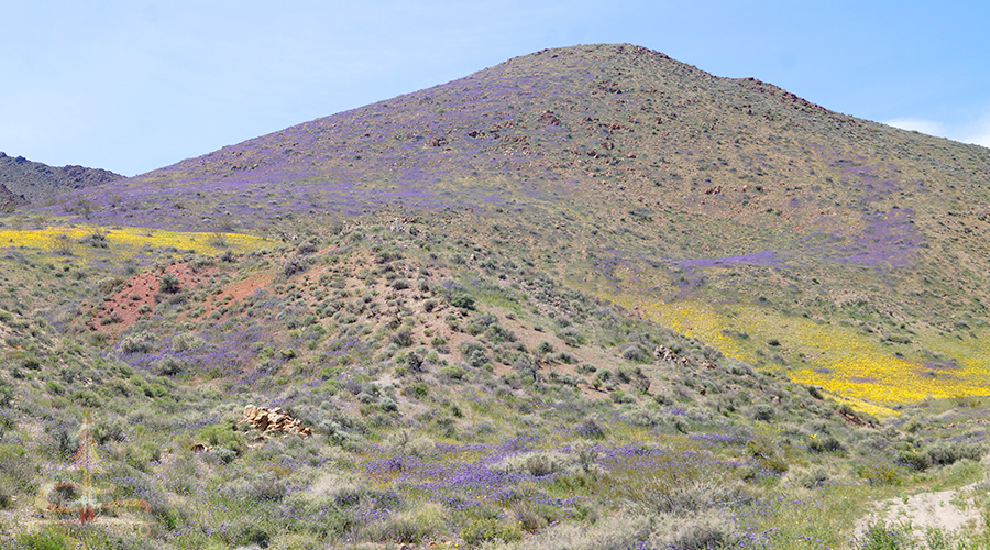 wildflowers blanketing a hillside