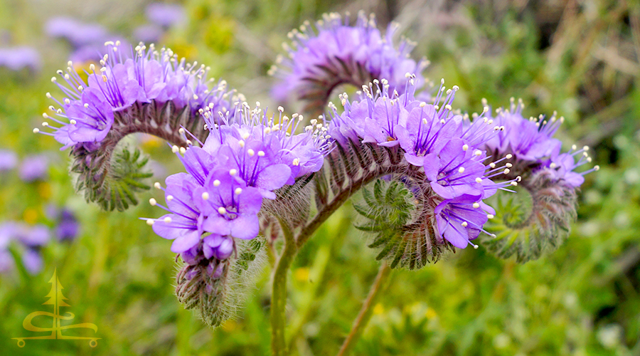 wildflower close up