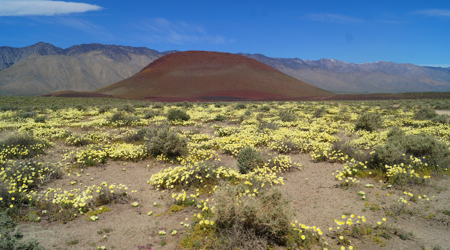red cinder cone with wildflowers