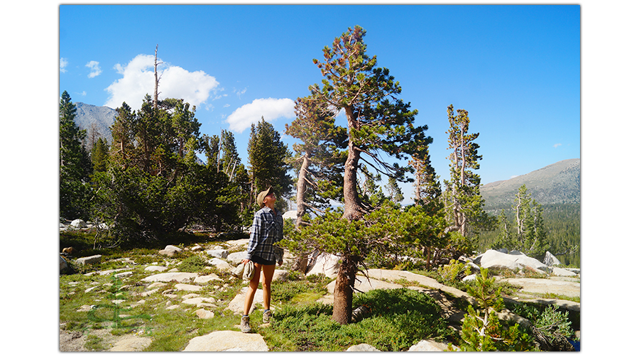 cute conifers on hilton lakes trail