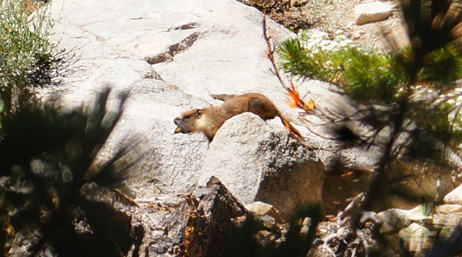 adorable marmot sunning on a rock