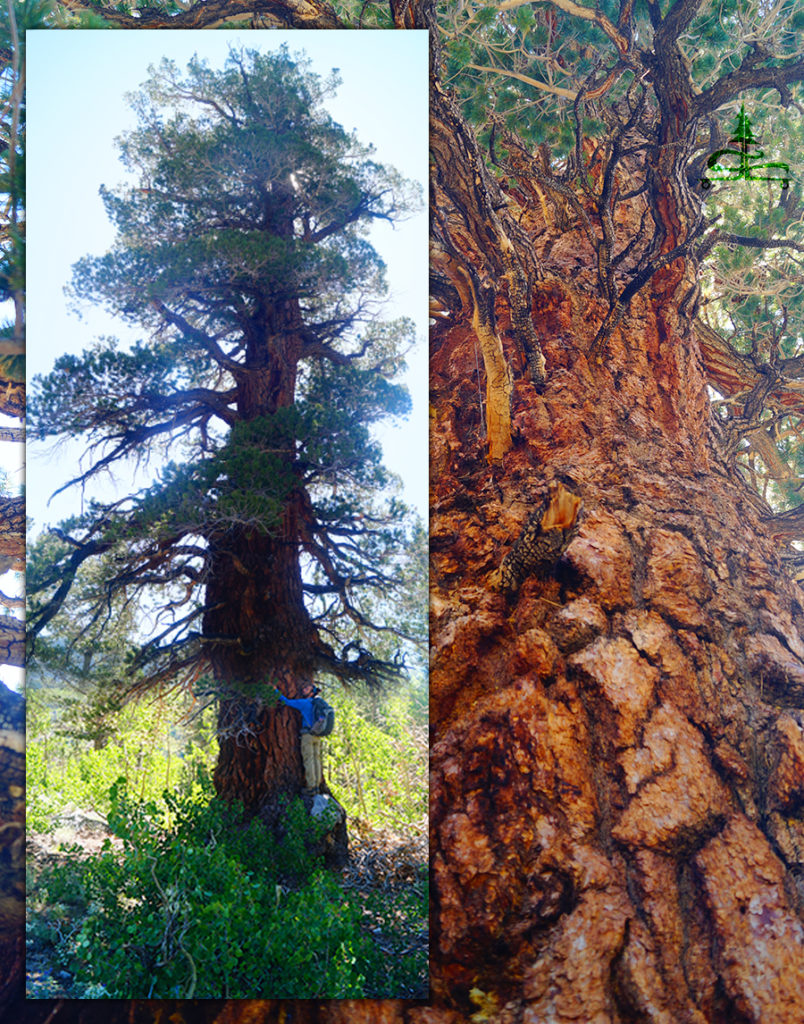 impressive conifers we encountered on our hike
