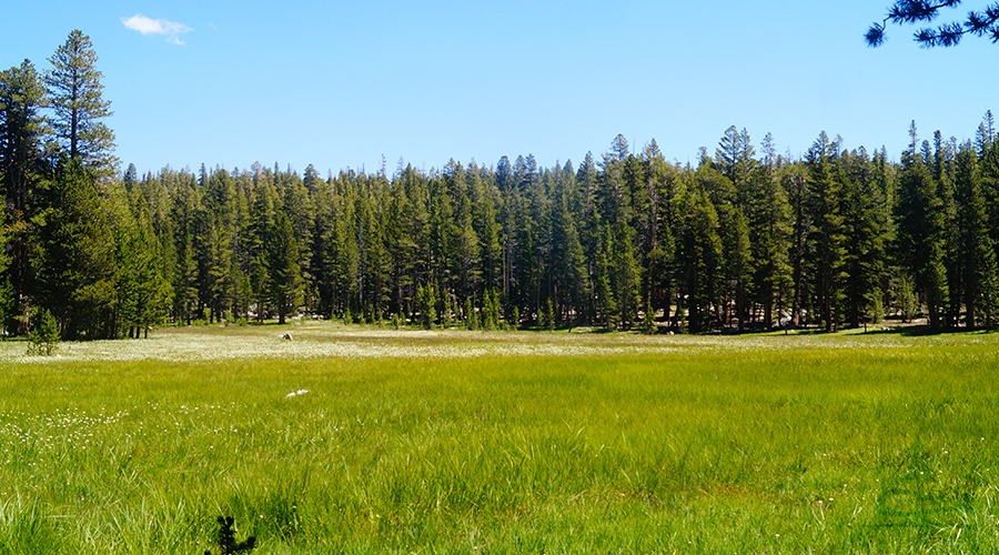 lush grassy meadow