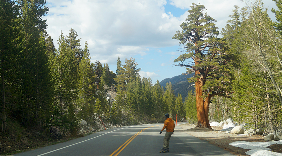 beautiful trees along rock creek road