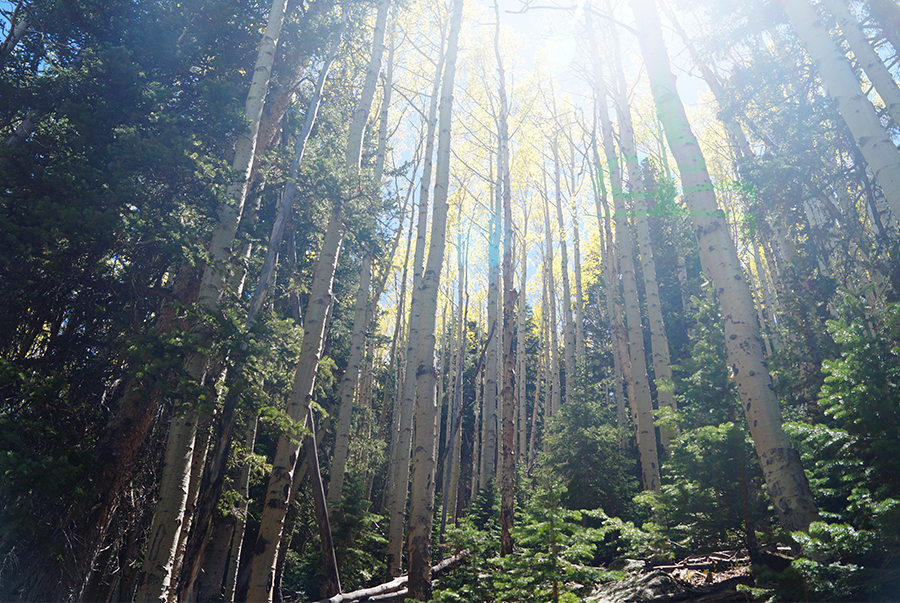 beautiful views within the aspen forest near flagstaff