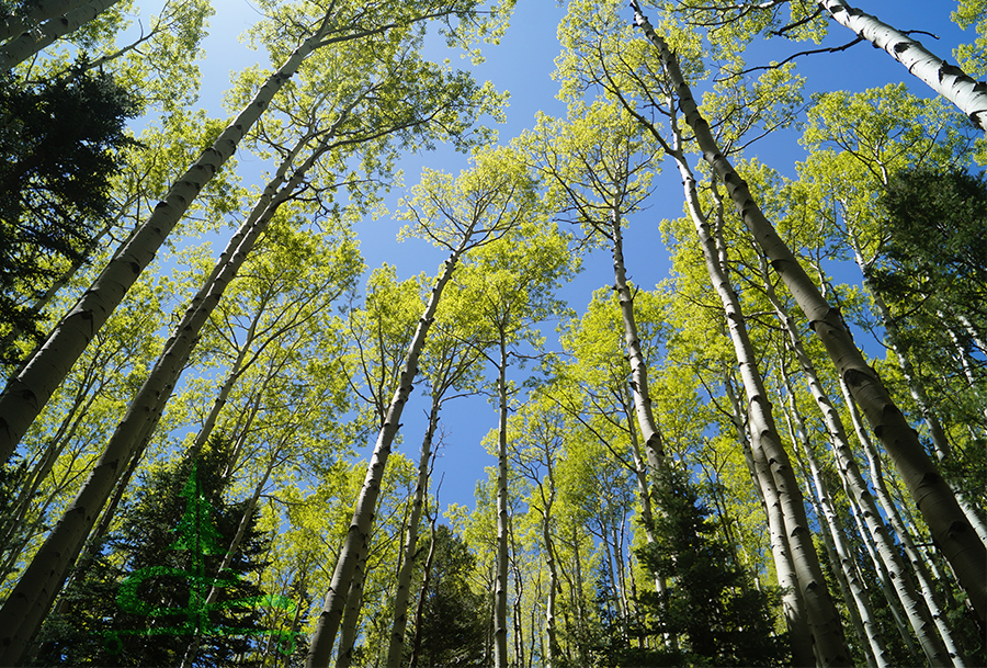 conifers and aspens on the abineau and bear jaw loop hike