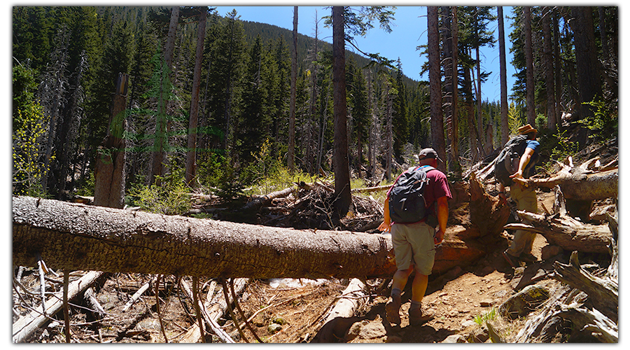 downed trees along the trail