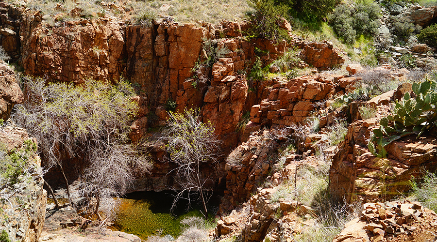 oasis at the bottom of black canyon