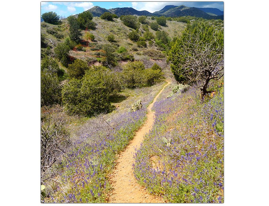 single track with wildflowers and junipers